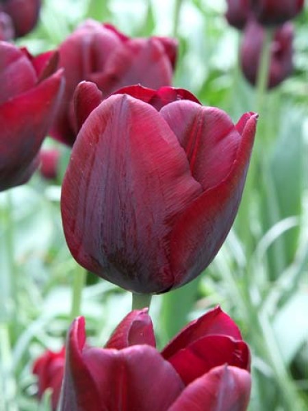 Tulipa Triumph Ronaldo